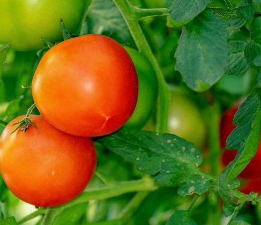 Paradajz posađen u plastične boce je novi hit: Uživajte u domaćim plodovima bez bašte i puno muke