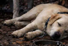 Muškarac je odveo svog psa u šumu i ostavio ga vezanog za drvo, nadajući se da će ga se riješiti. Ali niko nije mogao zamisliti šta će vuk učiniti sa psom.
