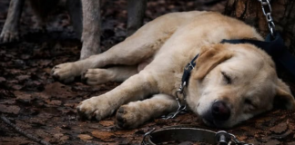 Muškarac je odveo svog psa u šumu i ostavio ga vezanog za drvo, nadajući se da će ga se riješiti. Ali niko nije mogao zamisliti šta će vuk učiniti sa psom.
