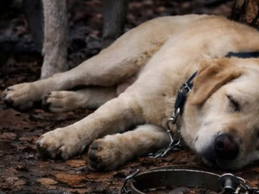 Muškarac je odveo svog psa u šumu i ostavio ga vezanog za drvo, nadajući se da će ga se riješiti. Ali niko nije mogao zamisliti šta će vuk učiniti sa psom.