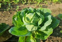 Zašto dodavati sodu u rupe prilikom sadnje kupusa: zaštita od klupa bez kemikalija