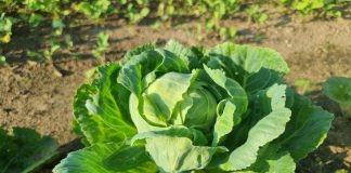 Zašto dodavati sodu u rupe prilikom sadnje kupusa: zaštita od klupa bez kemikalija
