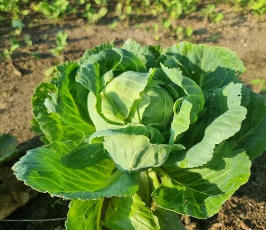 Zašto dodavati sodu u rupe prilikom sadnje kupusa: zaštita od klupa bez kemikalija