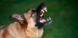 Šta da radite ako vas napadne krvoločan i besan pas, a šta ako ste sa ljubimcem: Detaljno uputstvo kako se ponašati