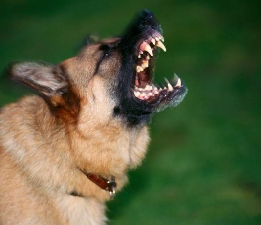 Šta da radite ako vas napadne krvoločan i besan pas, a šta ako ste sa ljubimcem: Detaljno uputstvo kako se ponašati