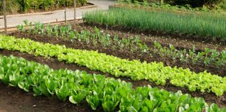 7 vrsta povrća koje se ne đubre nikad: Rastu samo od vode i sunca