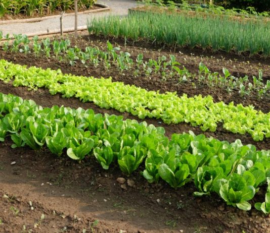 7 vrsta povrća koje se ne đubre nikad: Rastu samo od vode i sunca