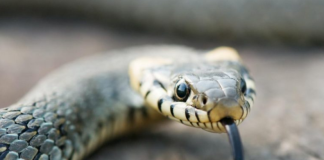 HITNO UKLONITE OVO IZ DVORIŠTA, PRIVLAČI ZMIJE KAO MAGNET – Kako zaustaviti najezdu gmizavaca