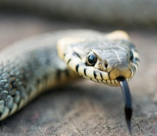 HITNO UKLONITE OVO IZ DVORIŠTA, PRIVLAČI ZMIJE KAO MAGNET – Kako zaustaviti najezdu gmizavaca