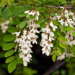 6 drveća koje ne valja saditi u dvorištu: Mogu napraviti ozbiljne probleme, tvrde baštovani