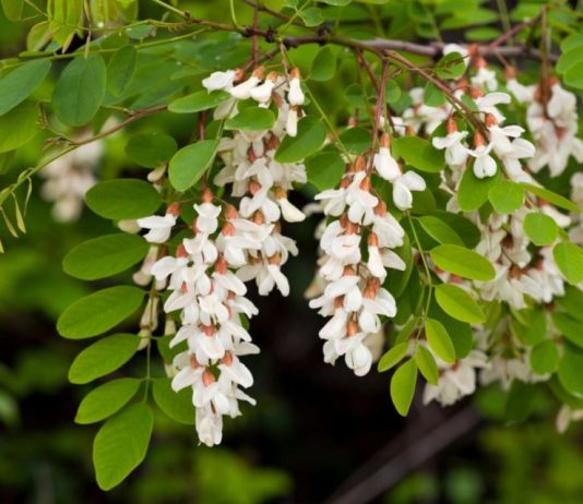 6 drveća koje ne valja saditi u dvorištu: Mogu napraviti ozbiljne probleme, tvrde baštovani
