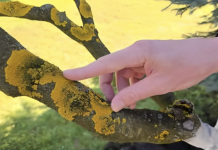 Voćke imaju ovo na svojim granama? EVO šta treba uraditi!