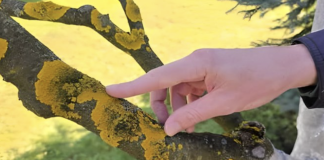 Voćke imaju ovo na svojim granama? EVO šta treba uraditi!