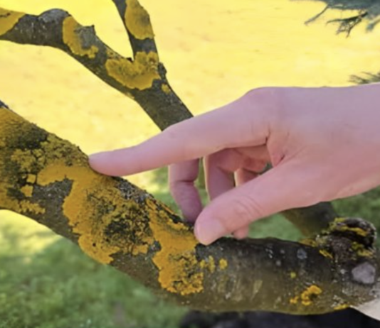 Voćke imaju ovo na svojim granama? EVO šta treba uraditi!