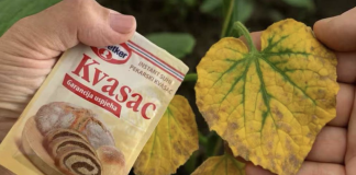 EVO kako SUVI KVASAC i mrtve biljke vraća u život! Ovo vam niko neće reći!