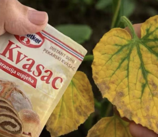 EVO kako SUVI KVASAC i mrtve biljke vraća u život! Ovo vam niko neće reći!