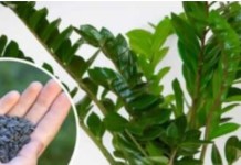 STAVITE ovo sjeme ravno u posudu sa Zamiokulkasom: Biljka će ODMAH pustiti nove listove!