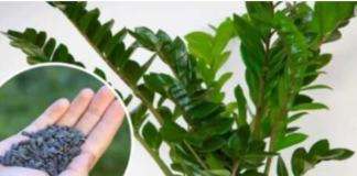 STAVITE ovo sjeme ravno u posudu sa Zamiokulkasom: Biljka će ODMAH pustiti nove listove!