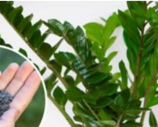 STAVITE ovo sjeme ravno u posudu sa Zamiokulkasom: Biljka će ODMAH pustiti nove listove!