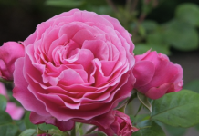 Kako uzgajati ruže iz jedne stabljike?