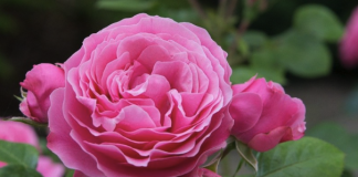 Kako uzgajati ruže iz jedne stabljike?