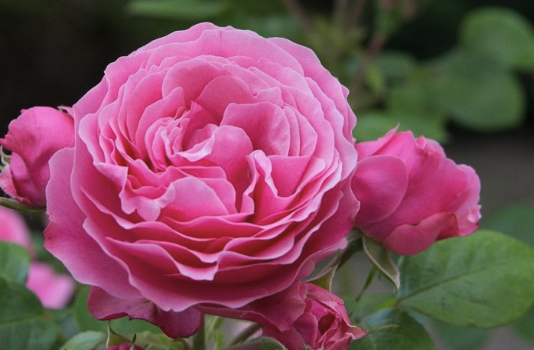 Kako uzgajati ruže iz jedne stabljike?