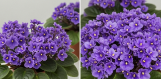 Jedan kuhinjski sastojak može natjerati vaše LJUBIČICE da procvjetaju preko noći