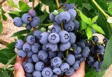 Borovnice će rađati kao lude: pravi način uzgoja kod kuće!