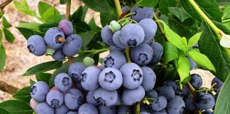 Borovnice će rađati kao lude: pravi način uzgoja kod kuće!