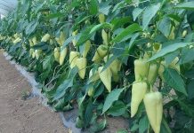 Najbolji rastvor za zalivanje mladih paprika: Rađaju kao lude, ovo je najbolja domaća prihrana