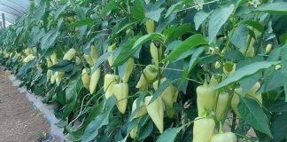 Najbolji rastvor za zalivanje mladih paprika: Rađaju kao lude, ovo je najbolja domaća prihrana