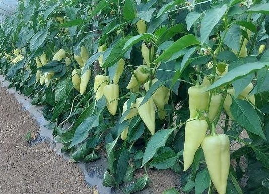 Najbolji rastvor za zalivanje mladih paprika: Rađaju kao lude, ovo je najbolja domaća prihrana
