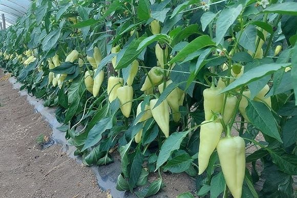 1775228535-hq720-690x480