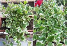 Najotpornija biljka, tjera komarce, a cijelo dvorište na nju miriše: Cvijet koji svaka kuća treba