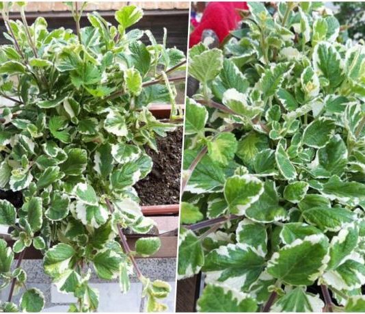 Najotpornija biljka, tjera komarce, a cijelo dvorište na nju miriše: Cvijet koji svaka kuća treba