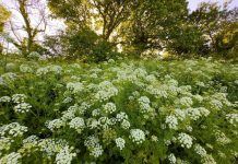 Zašto je važno da se biljke popraše pekarskim kvascem? Njihovo bujanje je samo jedan od benefita