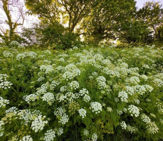Zašto je važno da se biljke popraše pekarskim kvascem? Njihovo bujanje je samo jedan od benefita