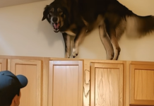 Moj pas je u posljednje vrijeme stalno penjao na gornje ormariće i glasno režao — prvo sam mislio da je poludio, dok nisam vidio zašto laje😮