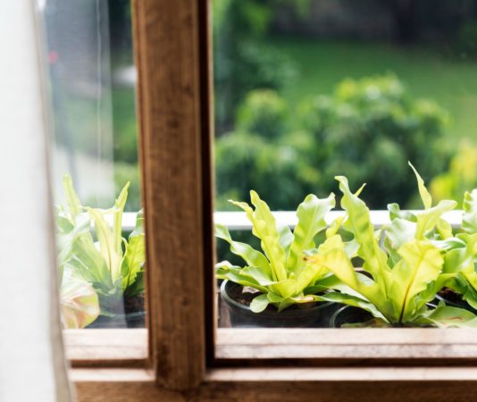 Stručnjaci mole ljude da danas stave cimet na prozorsku dasku, bit ćete zahvalni