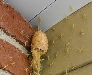 Jutros sam izašla na trijem i ugledala nešto što mi je oduzelo dah! Nešto živo, sićušno i gotovo nevidljivo, kretalo se po zidu ispod ograde…