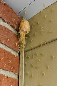 Jutros sam izašla na trijem i ugledala nešto što mi je oduzelo dah! Nešto živo, sićušno i gotovo nevidljivo, kretalo se po zidu ispod ograde…