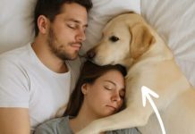 Pas koji nikada nije ušao u spavaću sobu probudio nas je noć — i odmah smo shvatili zašto.