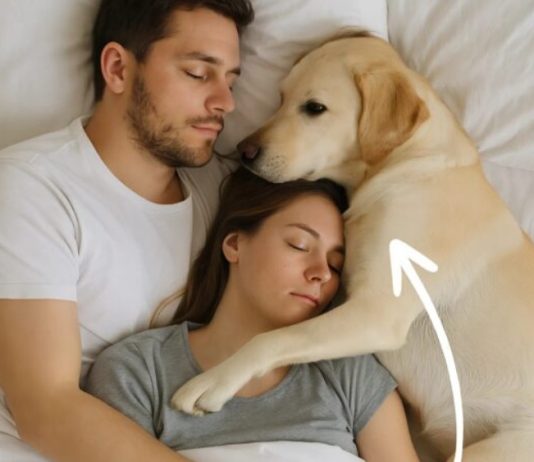 Pas koji nikada nije ušao u spavaću sobu probudio nas je noć — i odmah smo shvatili zašto.