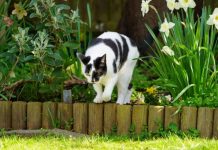 Komšijske MAČKE vam opsedaju dvorište? Ovaj jednostavan trik iz kuhinje ih momentalno odvraća