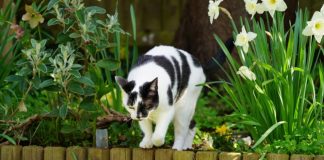 Komšijske MAČKE vam opsedaju dvorište? Ovaj jednostavan trik iz kuhinje ih momentalno odvraća