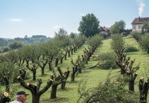 Komšija mi je posjekao voćnjak i UNIŠTIO 20 GODINA TRUDA ZA JEDNU NOĆ: Ali Draganov odgovor na pragu ga je potpuno SLOMIO