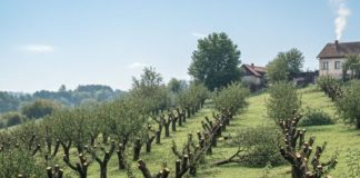 Komšija mi je posjekao voćnjak i UNIŠTIO 20 GODINA TRUDA ZA JEDNU NOĆ: Ali Draganov odgovor na pragu ga je potpuno SLOMIO