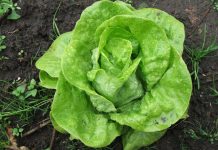 EVO KAKO DA VAM ZELENA SALATA OSTANE SVEŽA I DO MESEC DANA: Samo ispoštuje ovo jednostavno pravilo!