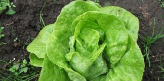 EVO KAKO DA VAM ZELENA SALATA OSTANE SVEŽA I DO MESEC DANA: Samo ispoštuje ovo jednostavno pravilo!