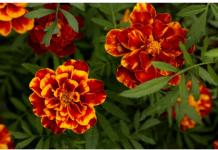 NAJKORISNIJI CVIJET U BAŠTI: 10 razloga da ovaj proljeća POSIJETE KADIFE